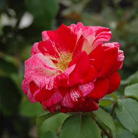 Tango Rose