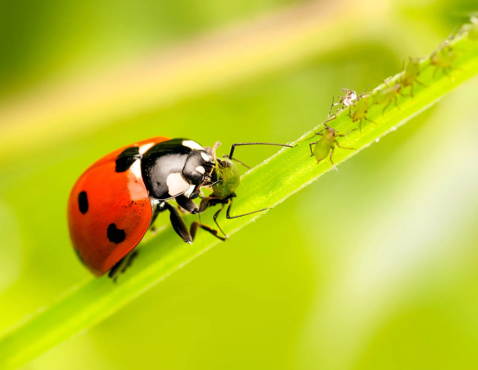 Fanatik Ladybug